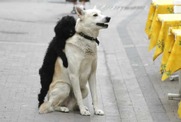 Amour comme les chiens